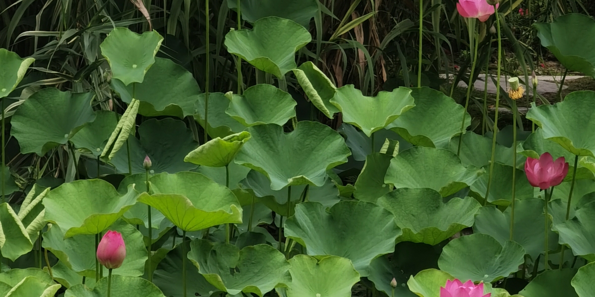 6月28日，节点时刻，全网瞩目！