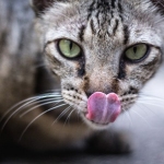 Cati Meow