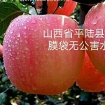 红学 陈