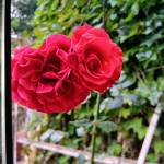 Ab15831637510